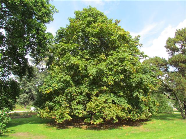 Acer macrophyllum AcerMacrophyllumFullKew.JPG