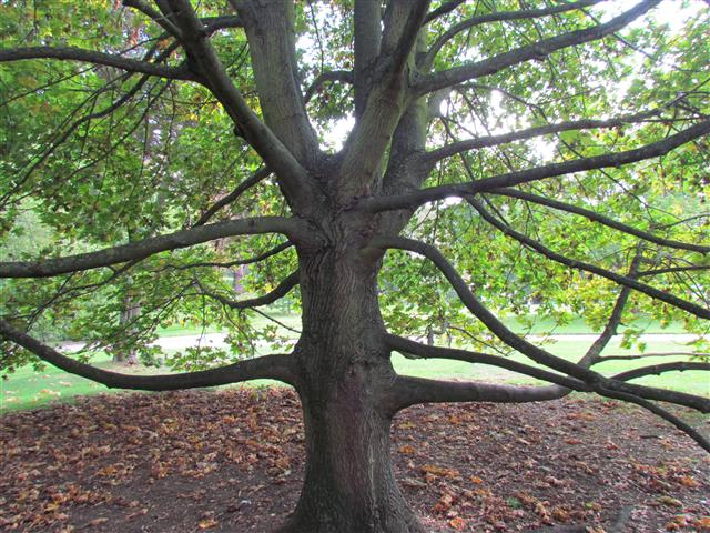 Acer macrophyllum AcerMacrophyllumInisideKew.JPG