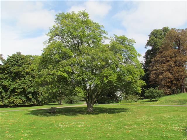 Acer nikoense AcerNikoenseFull2Kew.JPG