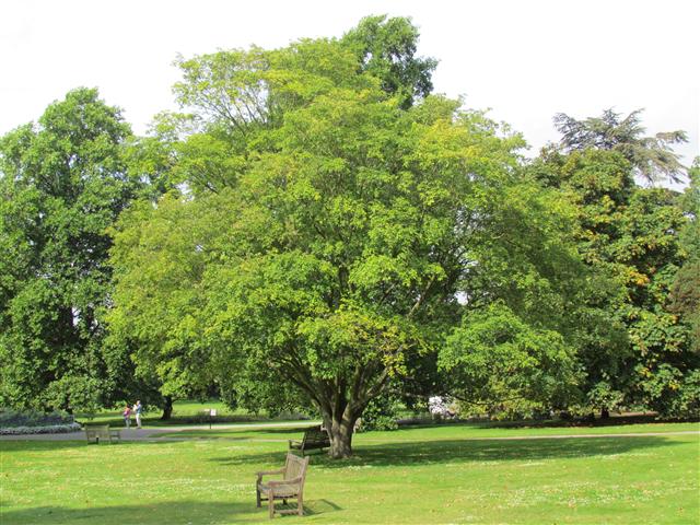 Acer nikoense AcerNikoenseFullKew.JPG