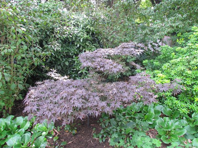 Acer palmatum AcerPalmatumBloodgoodFull.JPG