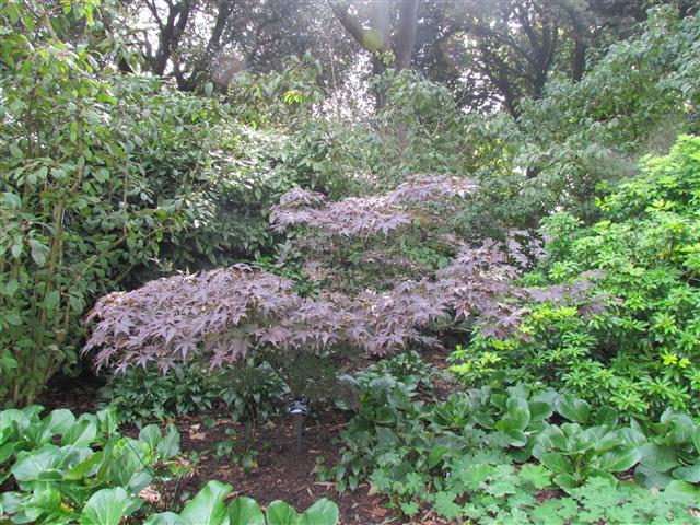 Acer palmatum AcerPalmatumBloodgoodFull2.JPG