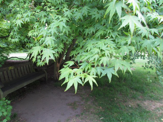 Acer palmatum AcerPalmatumLeaf.JPG