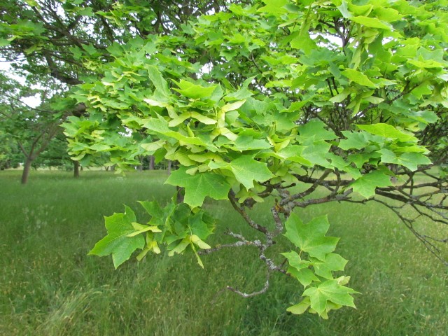 Acer platanoides AcerPlatanoidesMaculatumKewLaf.JPG