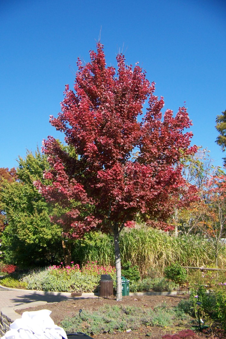 Picture of Acer%20rubrum%20'Sun%20Valley'%20Sun%20Valley%20Red%20Maple