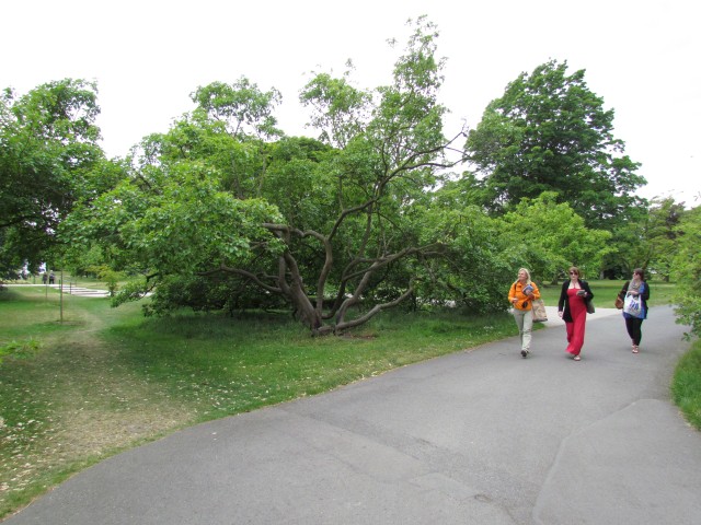 Acer tataricum AcerTartaricumTartaricumFull.JPG