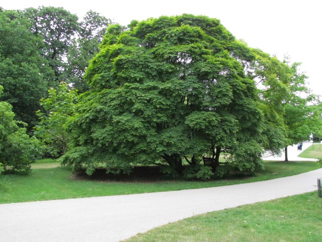 Acer velutinum AcerVelutinum2_full2.JPG