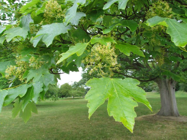 Acer velutinum AcerVelutinumLeaf1.JPG