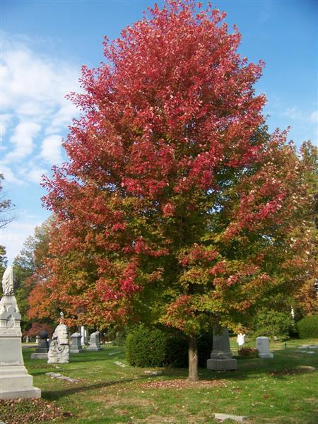 Acer x freemanii Acer_Autumn_Blaze(Medium).jpg