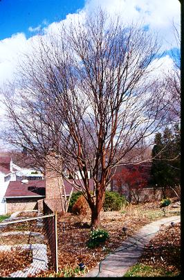 Picture of Acer griseum x nikoense  Girard's Maple