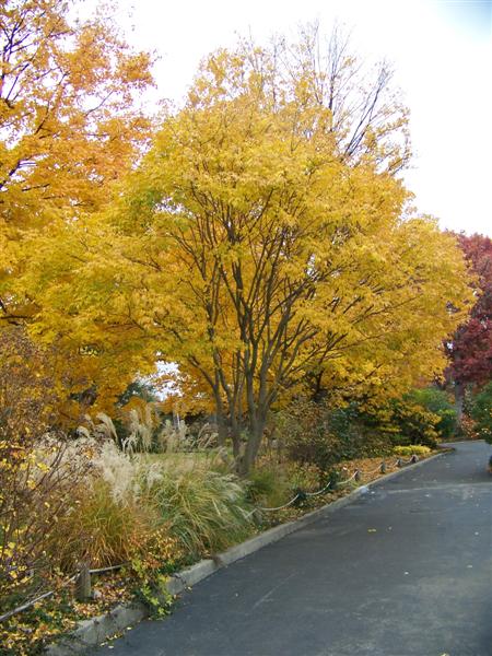 Picture of Acer cissifolium  Ivy-Leaf Maple