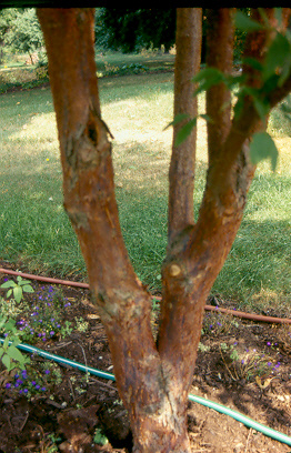 Picture of Acer griseum x nikoense  Girard's Hybrid Maple