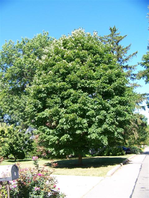 Acer saccharum Acer_saccharum_Legacy_Lakeside_Park_KY.jpg