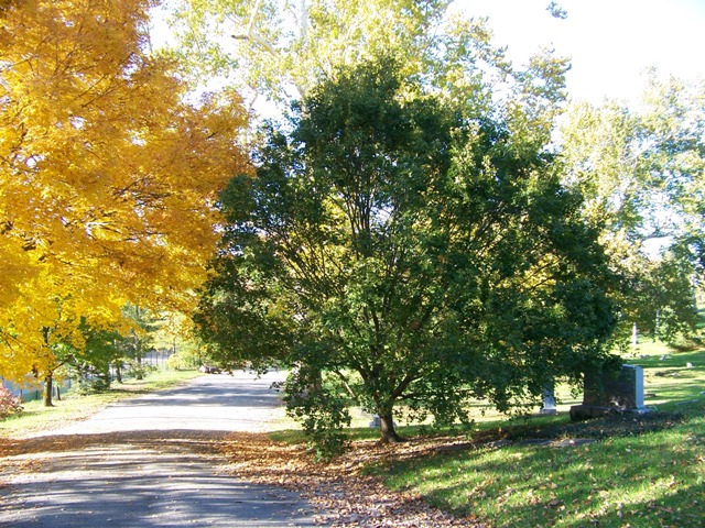 Acer truncatum Acer_truncatum_14sg.jpg