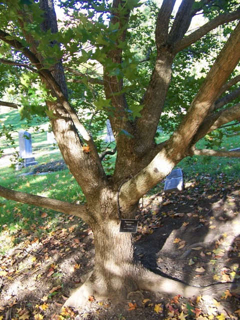 Acer truncatum Acer_truncatum_bark.jpg