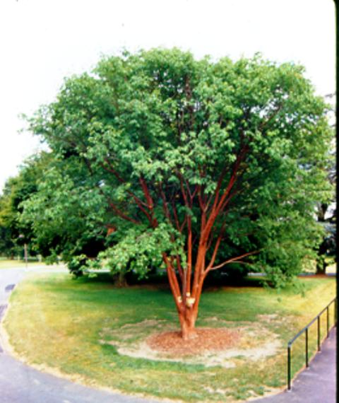 Picture of Acer griseum x nikoense  Girard's Maple