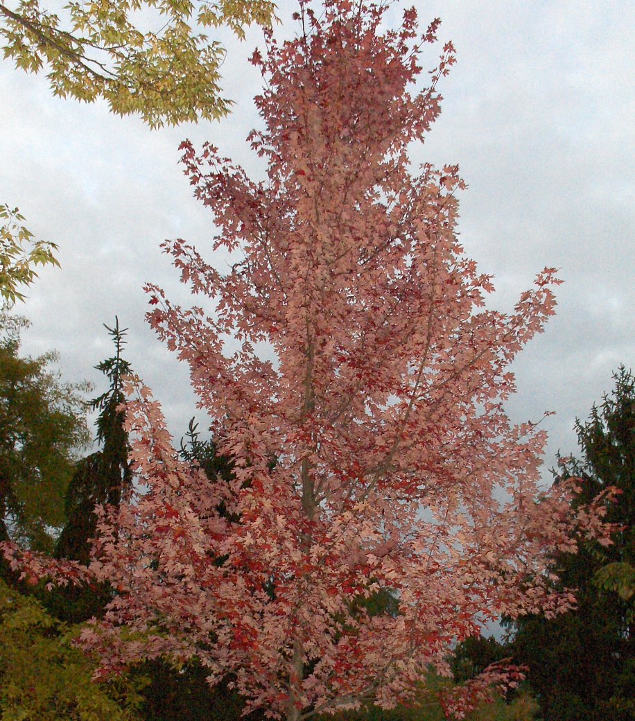 Picture of Acer x freemanii 'Autumn Blaze' Autumn Blaze Maple