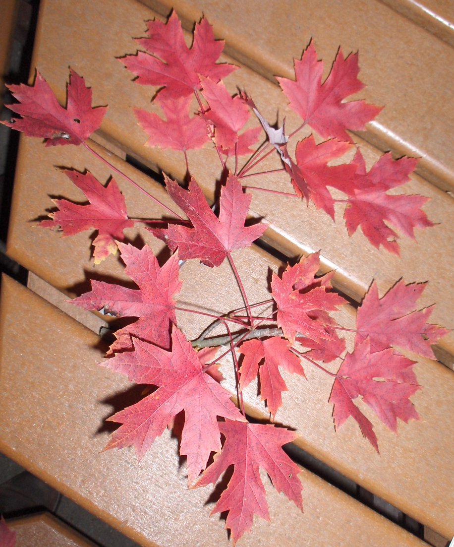 Picture of Acer%20x%20freemanii%20'Autumn%20Blaze'%20Autumn%20Blaze%20Maple