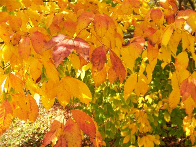 Picture of Acer cissifolium subsp. henryi  Henryi Ivy Leaved Maple