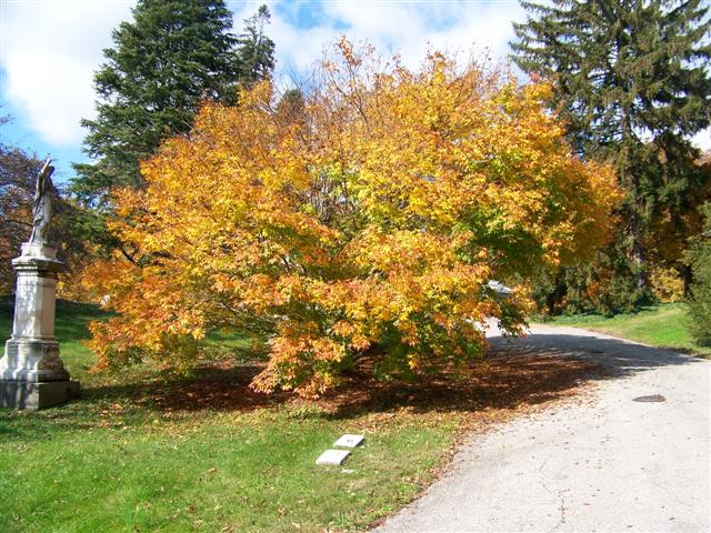 Acer cissifolium subsp. henryi Acercissifoliumhenryi_IvyLeafedMaple.jpg