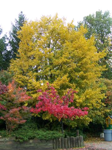 Picture of Acer miyabei  Miyabe Maple