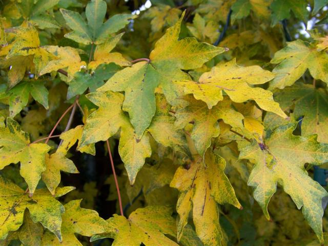 Picture of Acer miyabei  Miyabe Maple