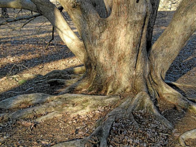 Picture of Acer miyabei  Miyabe Maple