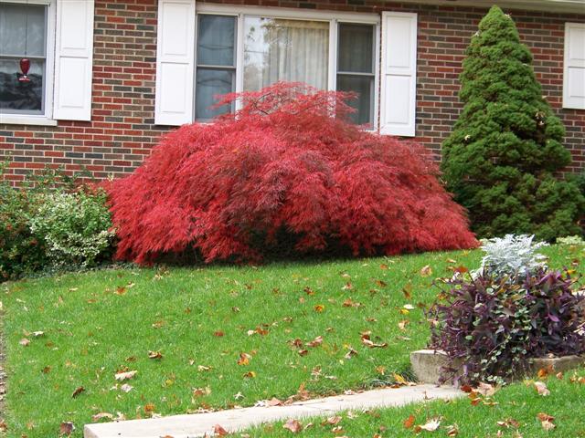 Picture of Acer palmatum var. dissectum 'Crimson Queen' Crimson Queen Japanese Maple