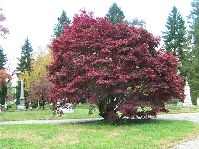 japanese maple bonsai. bloodgood japanese maple