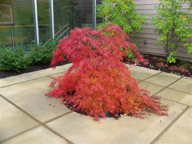 japanese maple varieties. Laceleaf Japanese Maple on