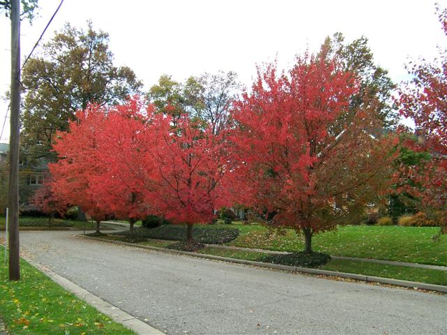 Picture of Acer rubrum Red Maple