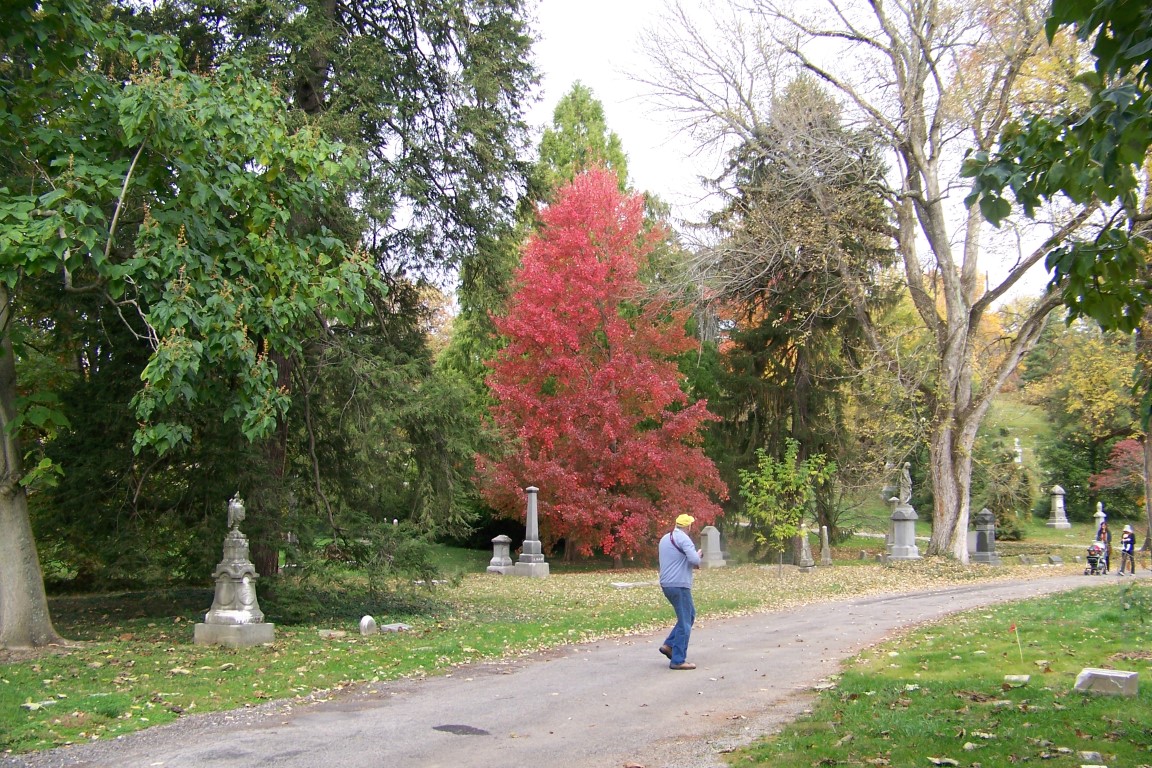 Picture of Acer rubrum 'Autumn Radiance' Autumn Radiance Red Maple