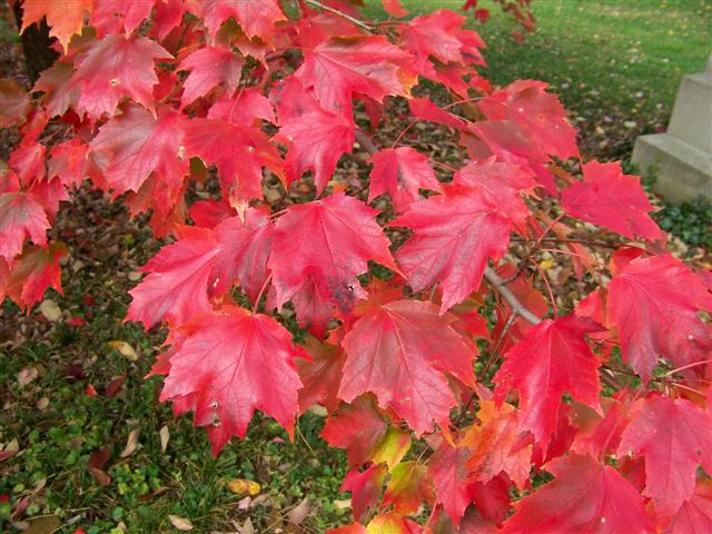 Picture of Acer rubrum 'Autumn Radiance' Autumn Radiance Red Maple