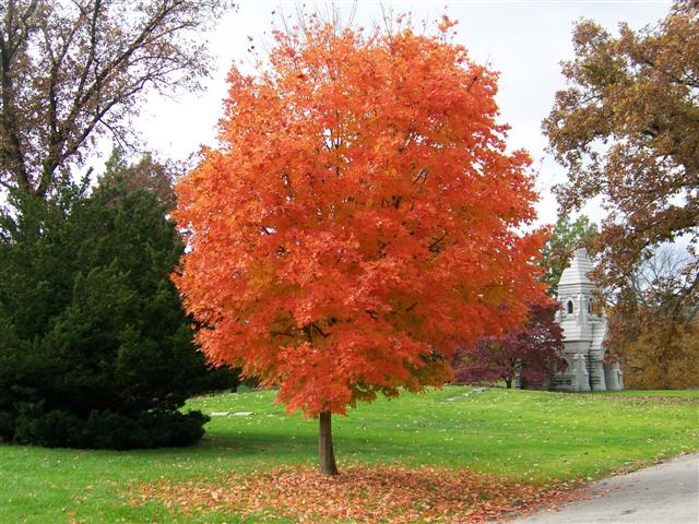 Picture of Acer%20saccharum%20'Legacy'%20Legacy%20Sugar%20Maple