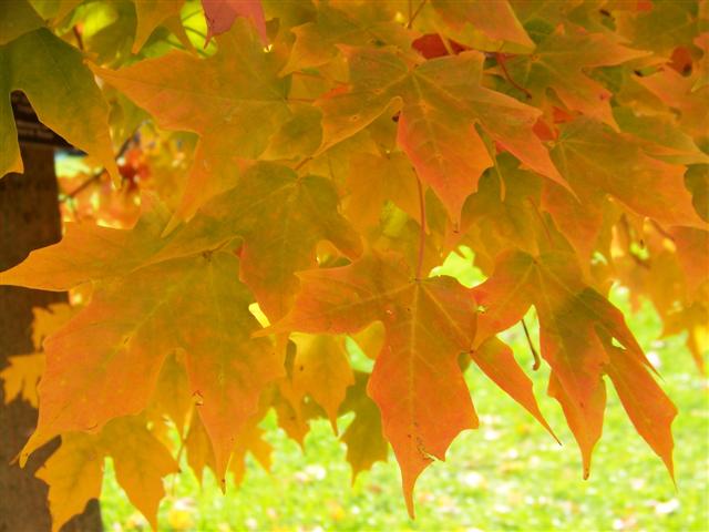 Picture of Acer%20saccharum%20%20Sugar%20Maple