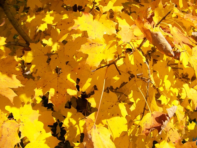 Picture of Acer saccharum 'Arrowhead' Arrowhead Sugar Maple