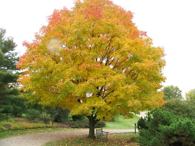 Acer Saccharum Green Mountain Green Mountain Sugar Maple Picture Detail