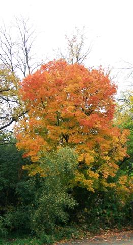 Picture of Acer saccharum 'Legacy' Legacy Sugar Maple