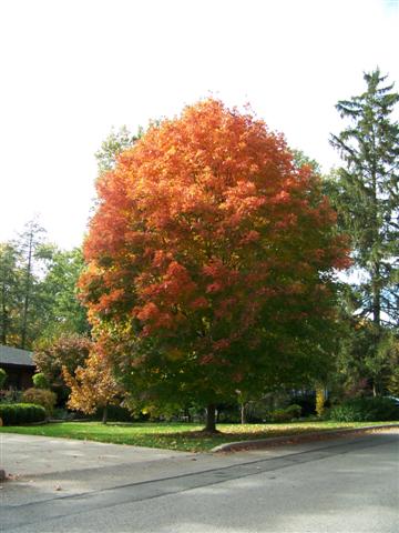 Picture of Acer saccharum 'Legacy' Legacy Sugar Maple