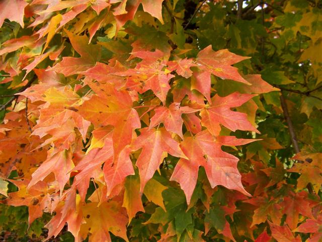 Picture of Acer saccharum  Sugar Maple