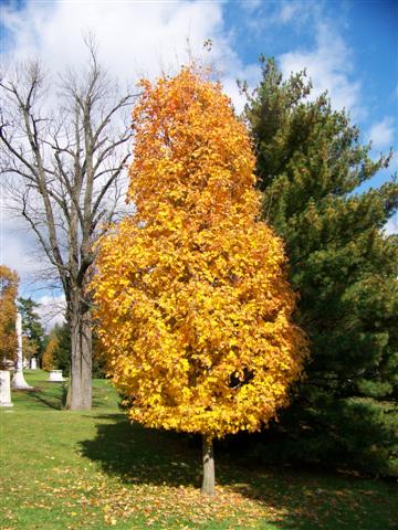 Acer saccharum Acersaccharum_ArrowheadSugarMaple.jpg