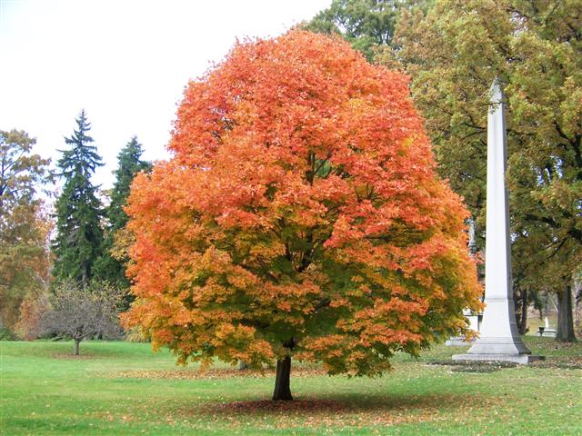 Acer saccharum Acersaccharum_Legacy_SugarMaple.jpg