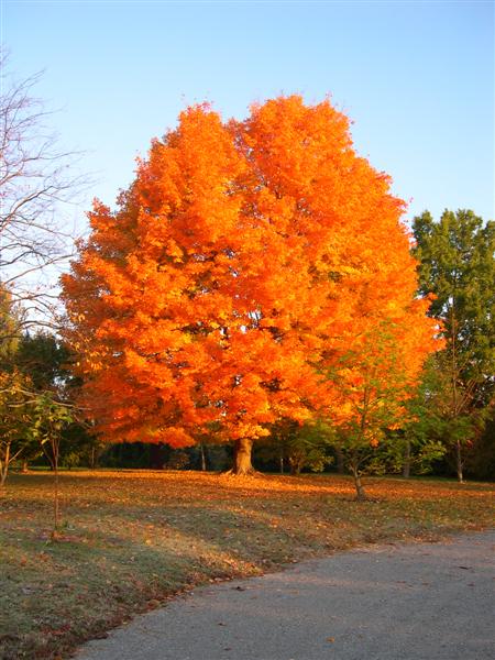 Picture of Acer saccharum  Sugar Maple