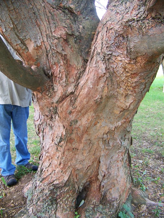 Picture of Acer%20griseum%20x%20nikoense%20%20Girard's%20Hybrid%20Maple