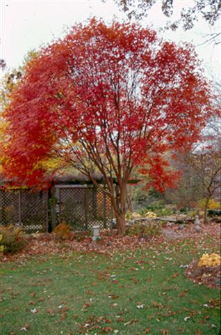 Picture of Acer griseum x nikoense  Girard's Hybrid Maple