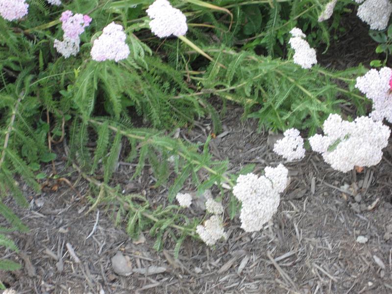 Achillea millefolium Achillea_millifolium_down.JPG