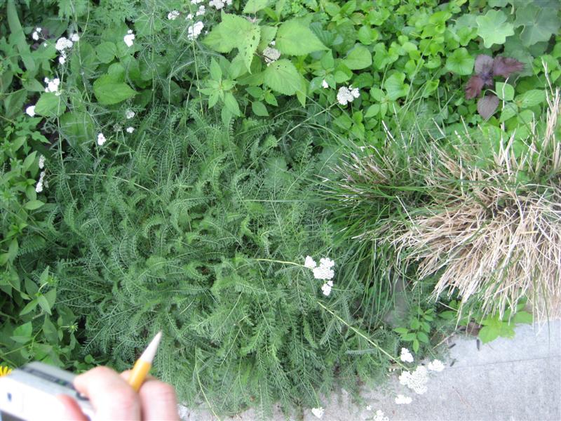 Achillea millefolium Achillea_millifolium_from_distance.JPG