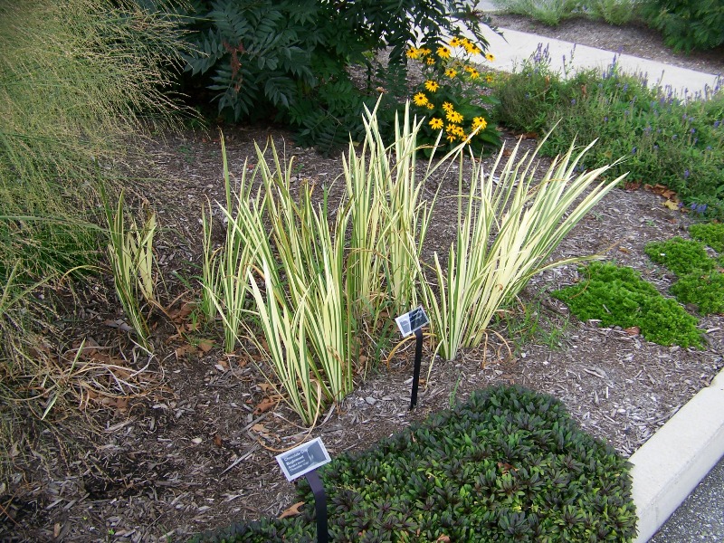 Picture of Acorus calamus 'Variegata' Sweet Flag