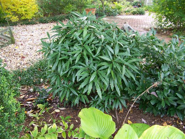 Picture of Aucuba%20japonica%20'Longifolia'%20Japanese%20Aucuba