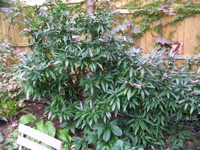 Picture of Aucuba%20japonica%20'Longifolia'%20Japanese%20Aucuba